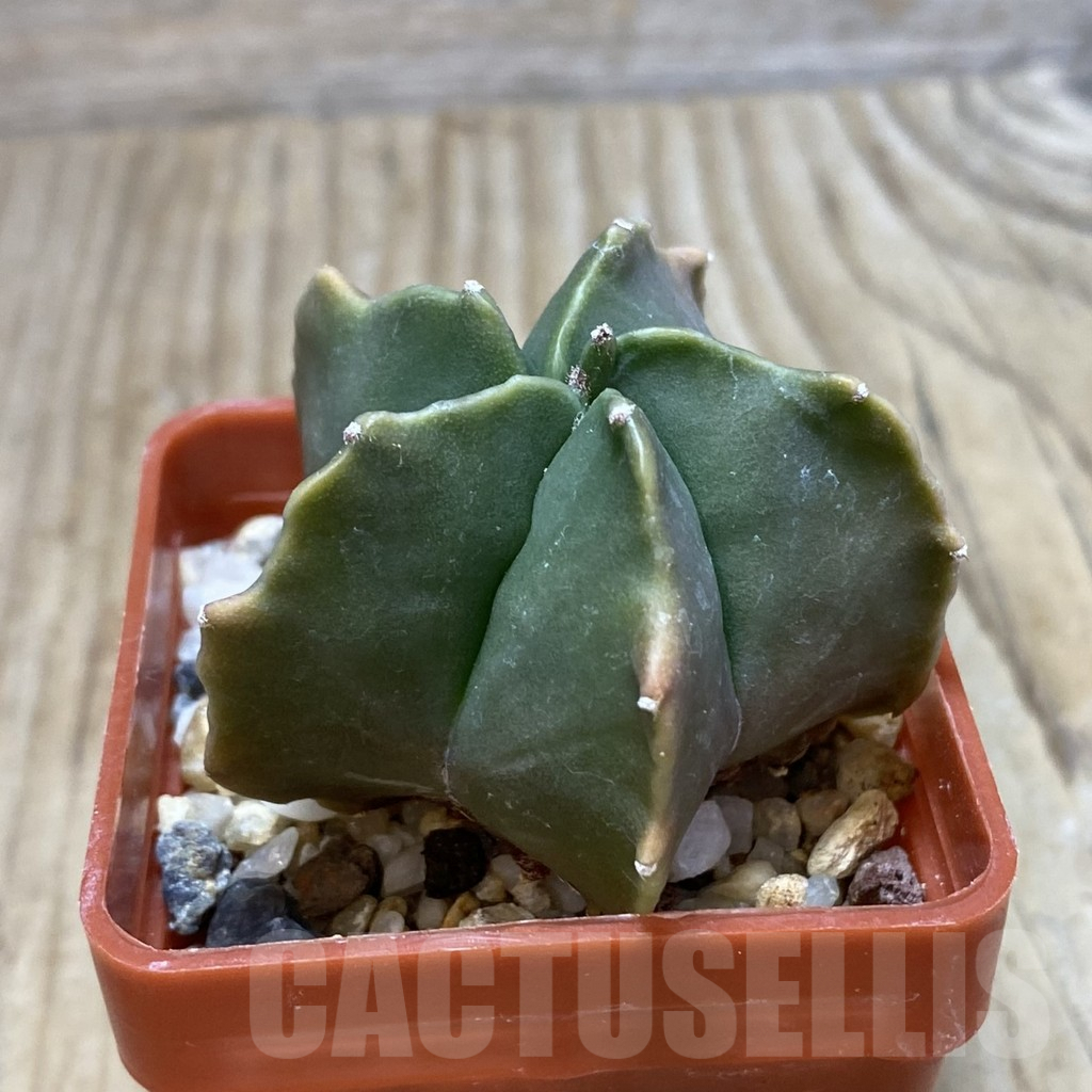 SH555 Astrophytum myriostigma 'Kikko' - Image 2