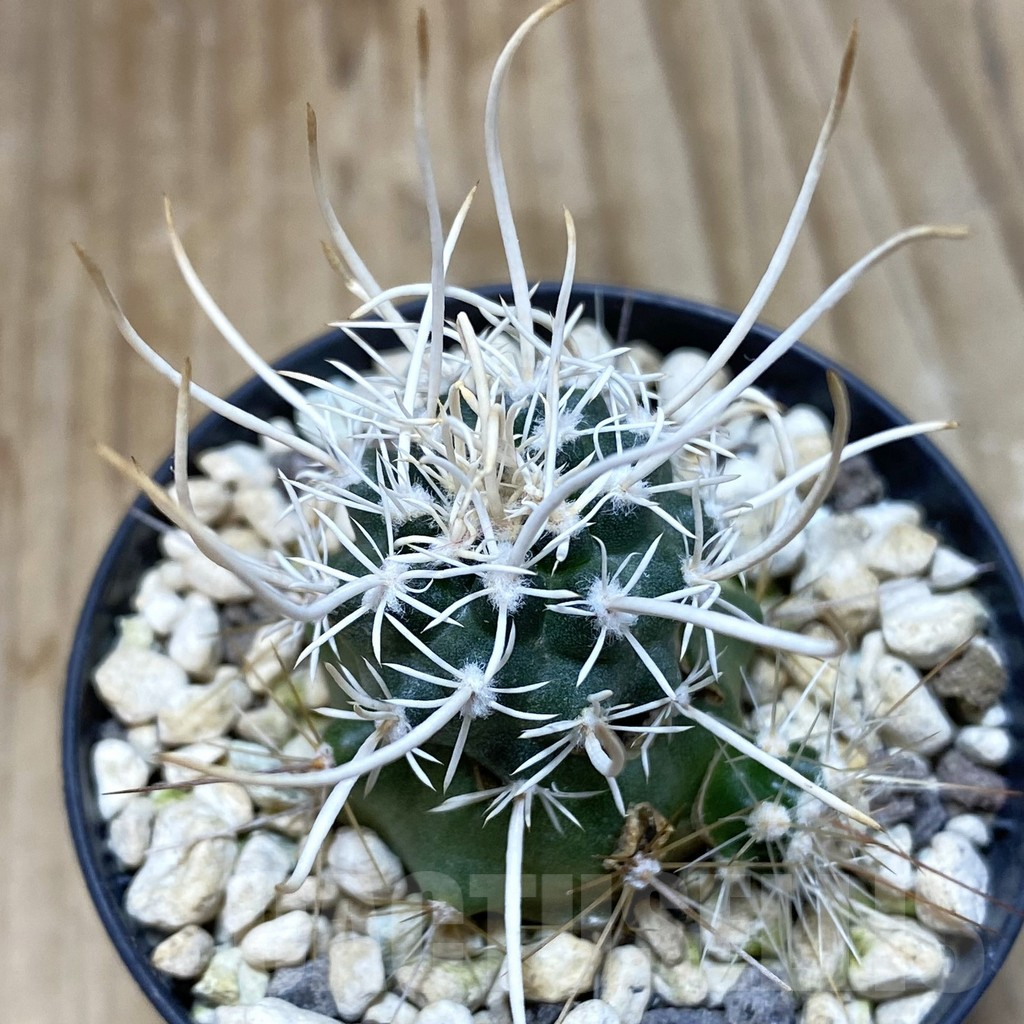 SH1156 Navajoa peeblesiana ssp. fickeisenii SB 468, Clone 22, grafted