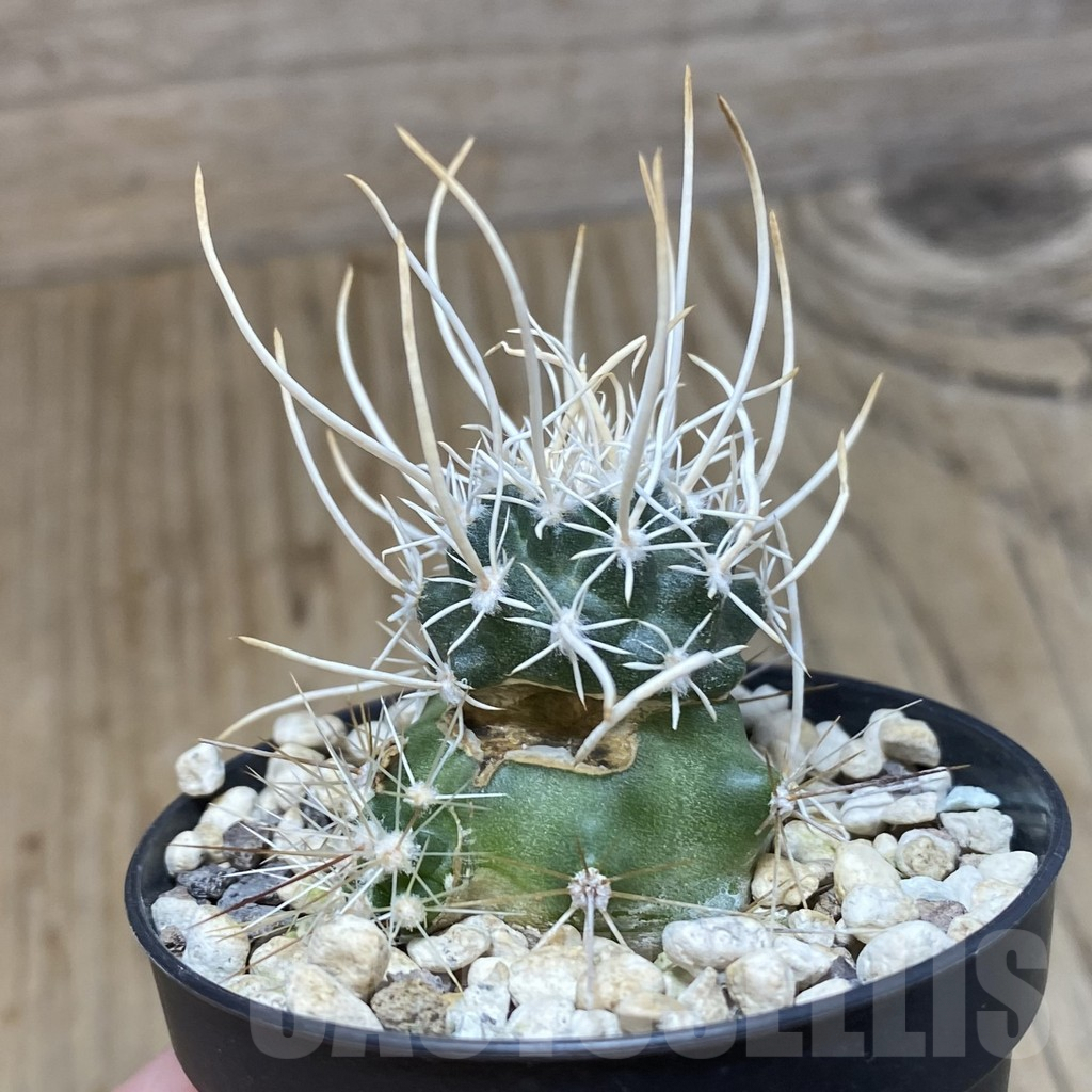 SH1156 Navajoa peeblesiana ssp. fickeisenii SB 468, Clone 22, grafted - Imagen 2