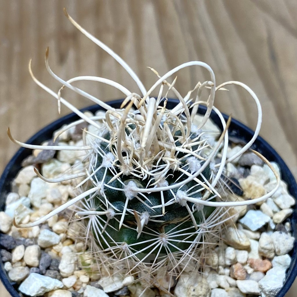 SH1157 Navajoa peeblesiana ssp. fickeisenii SB 468, Clone 23, grafted