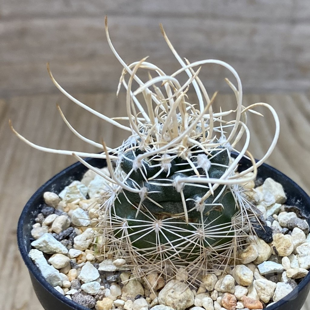 SH1157 Navajoa peeblesiana ssp. fickeisenii SB 468, Clone 23, grafted - Image 2