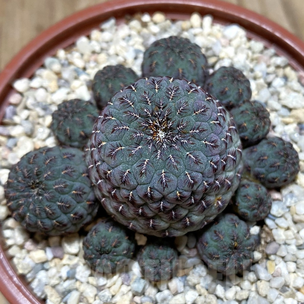 SH1100 Sulcorebutia rauschii 'Red'
