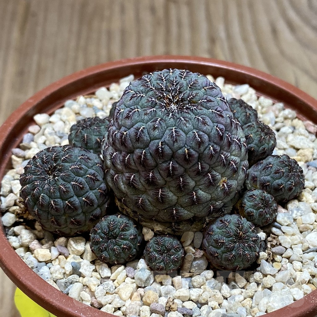 SH1100 Sulcorebutia rauschii 'Red' - immagine 2