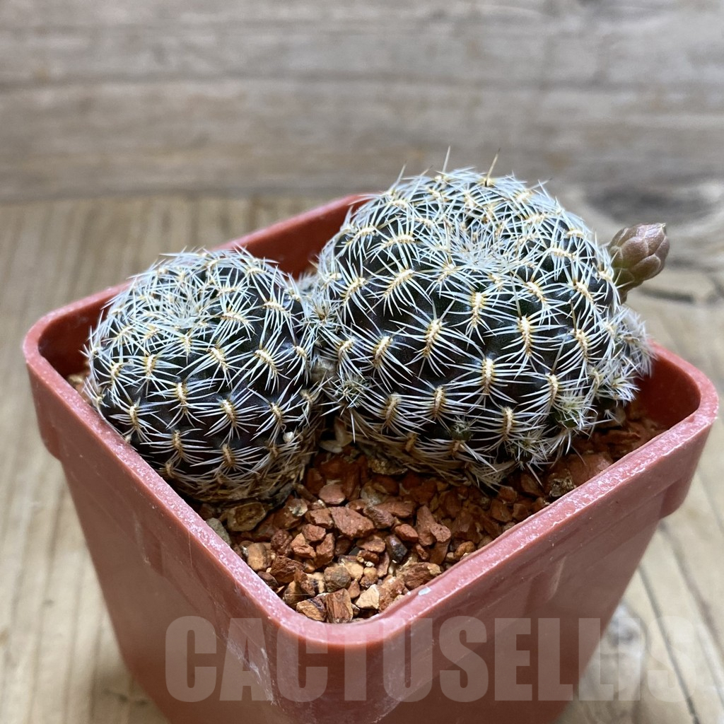 SH3312 Sulcorebutia sedae LH1579 - Image 2