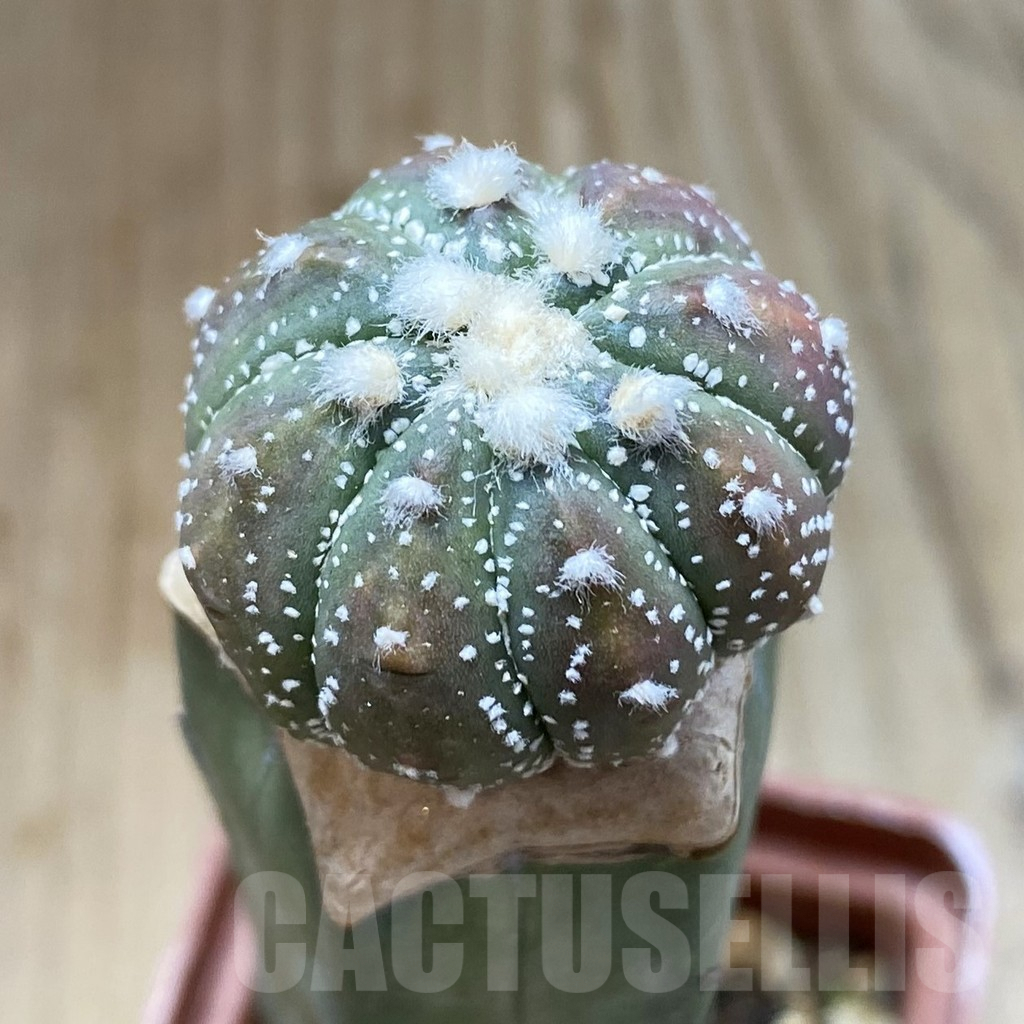 SH4647 Astrophytum asterias 'Kikko', grafted