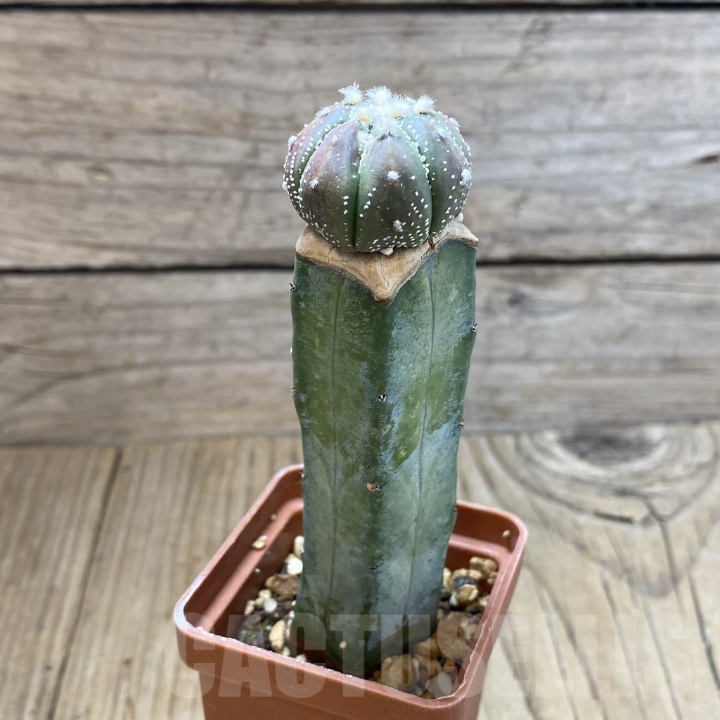 SH4647 Astrophytum asterias 'Kikko', grafted - Obrázek 2