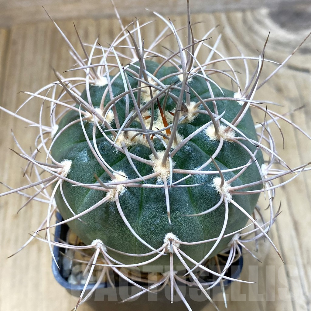 SH4641 Gymnocalycium mazanense v. polycephalum