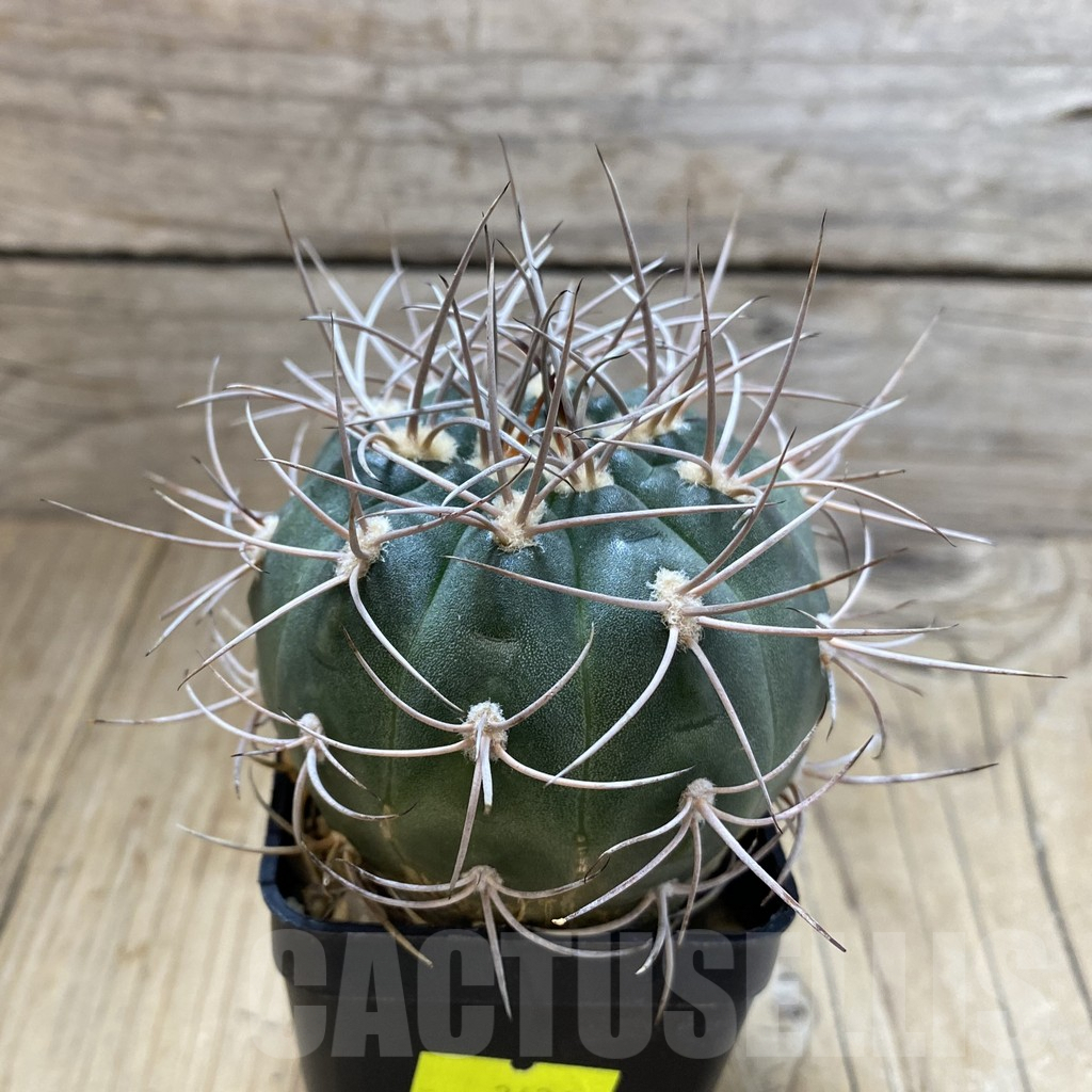 SH4641 Gymnocalycium mazanense v. polycephalum - Imagen 2