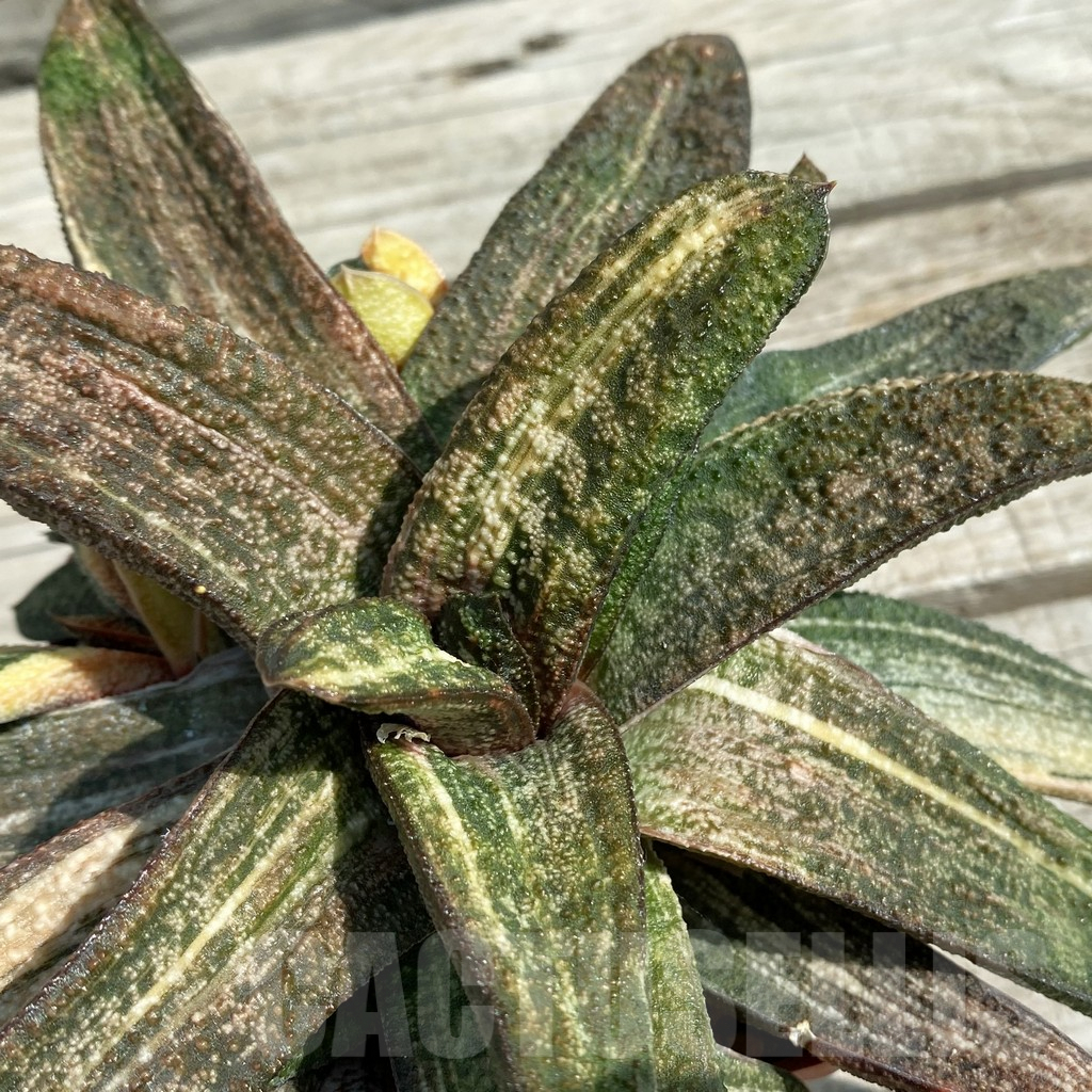 SH8493 Gasteria batesiana f. variegata