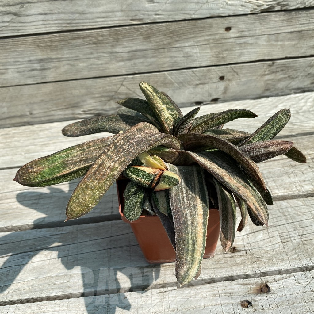 SH8493 Gasteria batesiana f. variegata - immagine 2