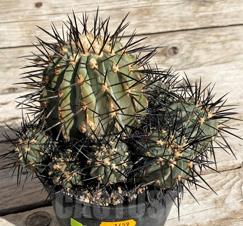 SH1459 Copiapoa dealbata, grafted - Obrázek 3