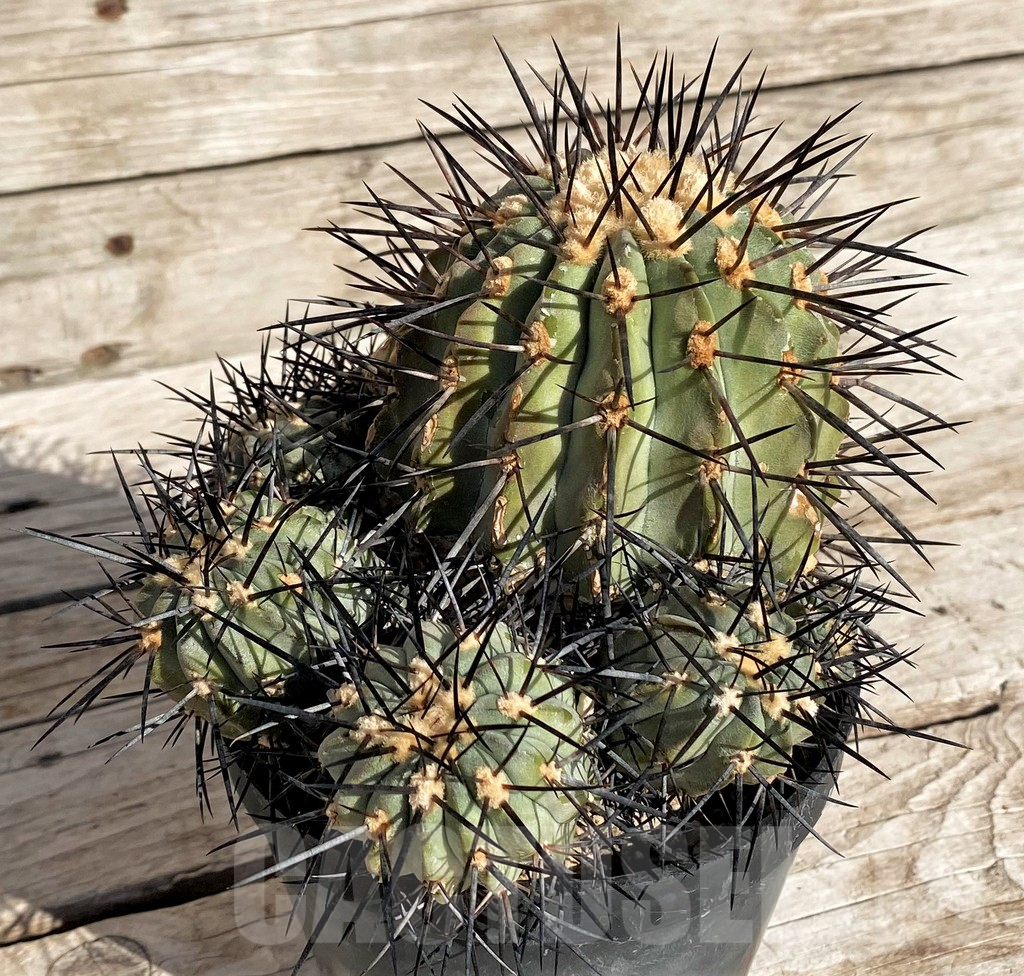 SH1459 Copiapoa dealbata, grafted