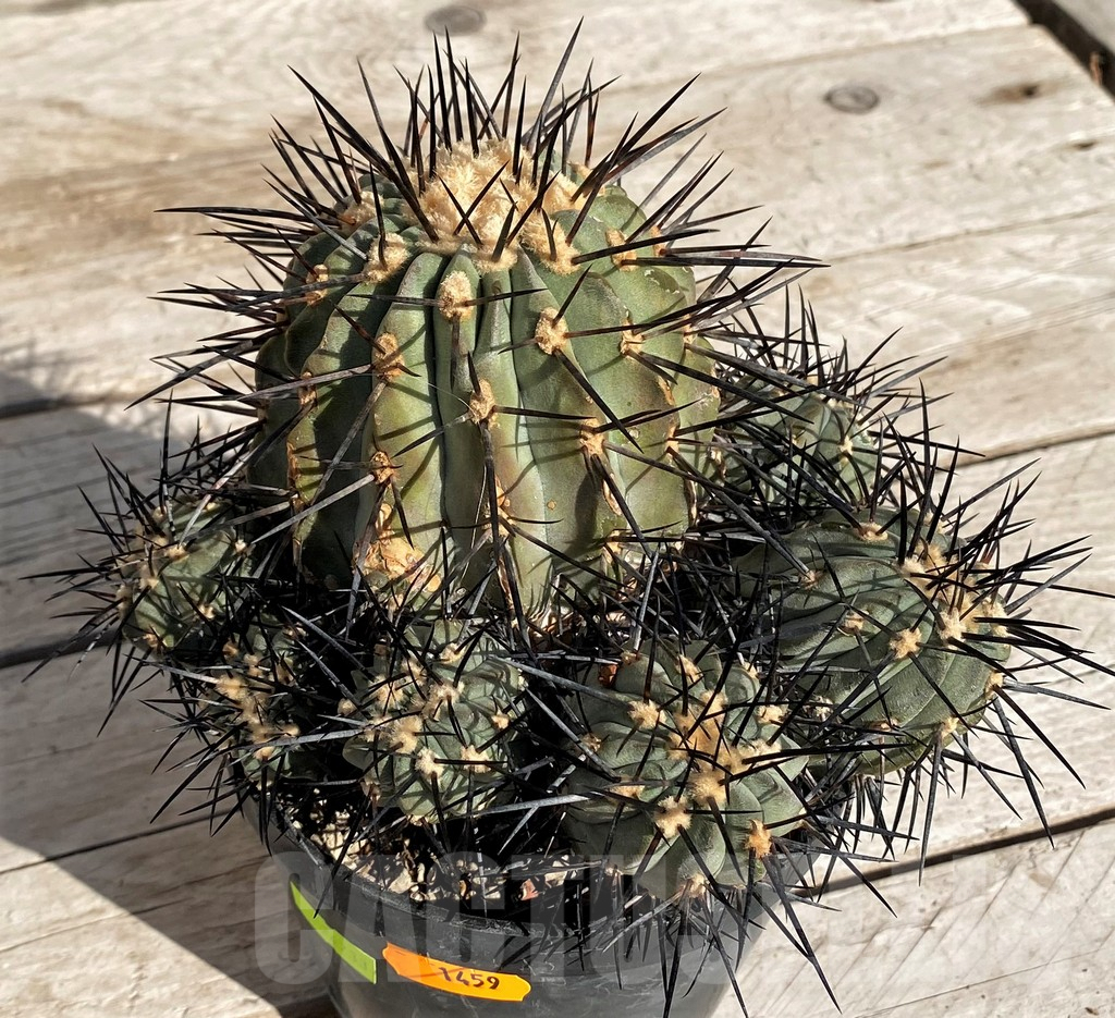 SH1459 Copiapoa dealbata, grafted - Obrázek 2