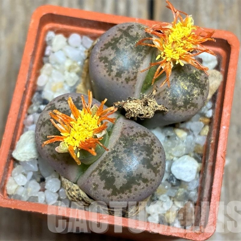 LOT72  50 SEEDS Lithops coleorum C396, 2024