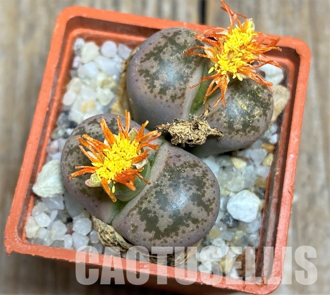 LOT72 50 SEEDS Lithops coleorum C396, 2024