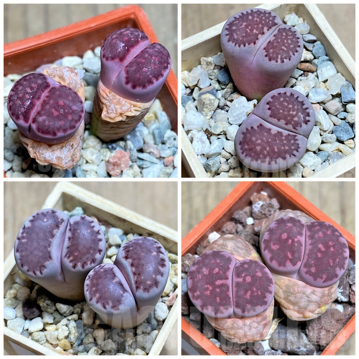 LOT125 50 SEEDS Lithops salicola 'sato's violet', 2024