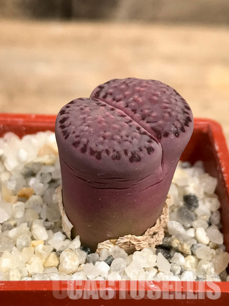 LOT125 50 SEEDS Lithops salicola 'sato's violet', 2024 - Image 2