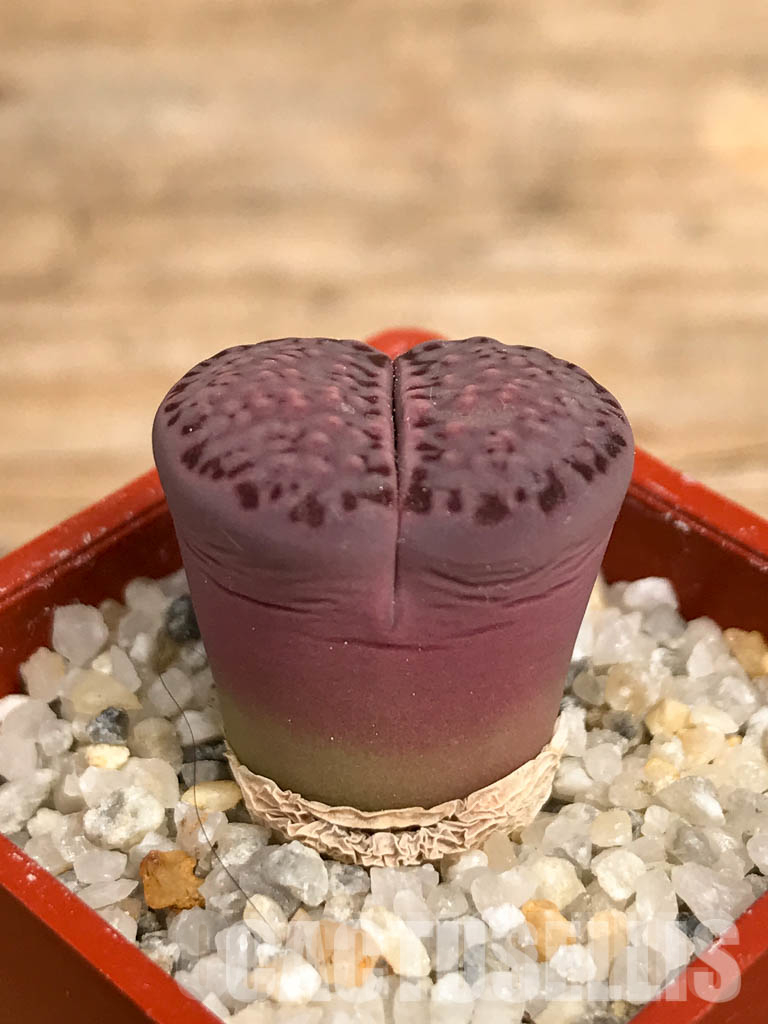 LOT125 50 SEEDS Lithops salicola 'sato's violet', 2024 - Image 3