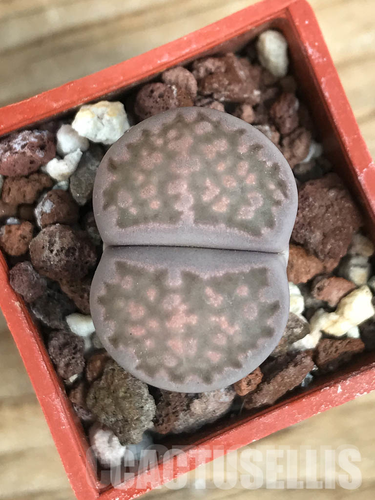 LOT125 50 SEEDS Lithops salicola 'sato's violet', 2024 - Image 4