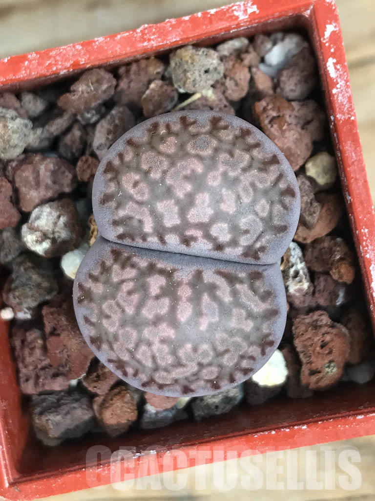 LOT125 50 SEEDS Lithops salicola 'sato's violet', 2024 - Image 5