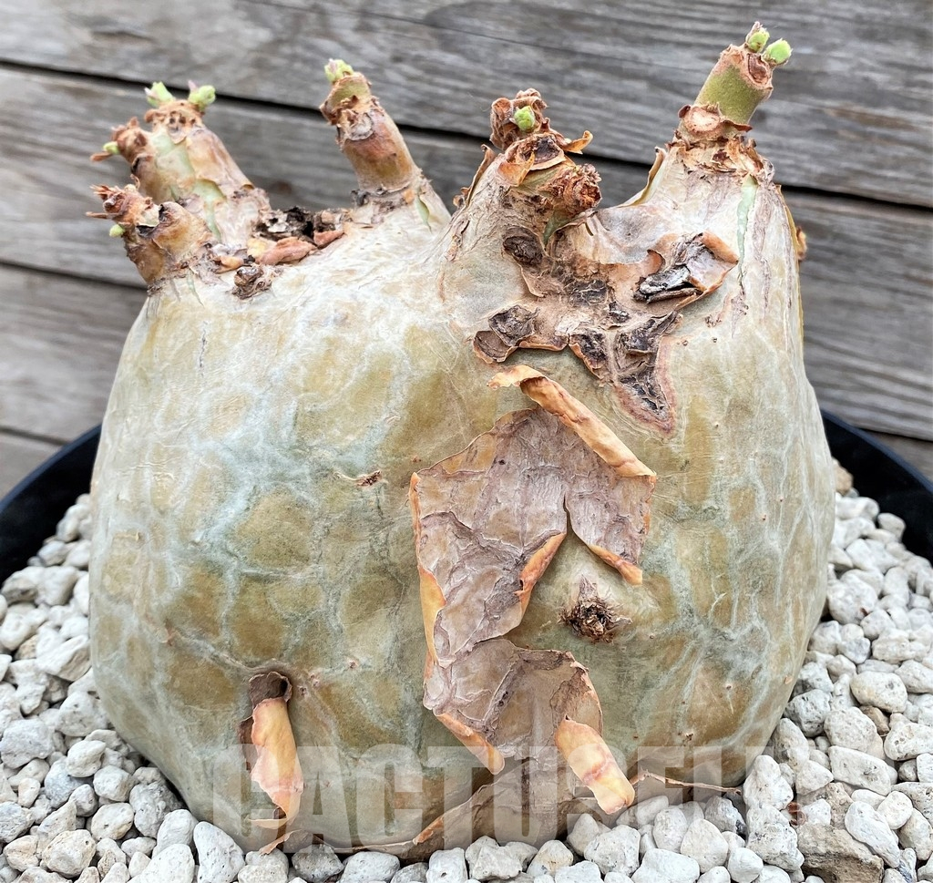 SHPR24731 Cyphostemma uter v. macropus