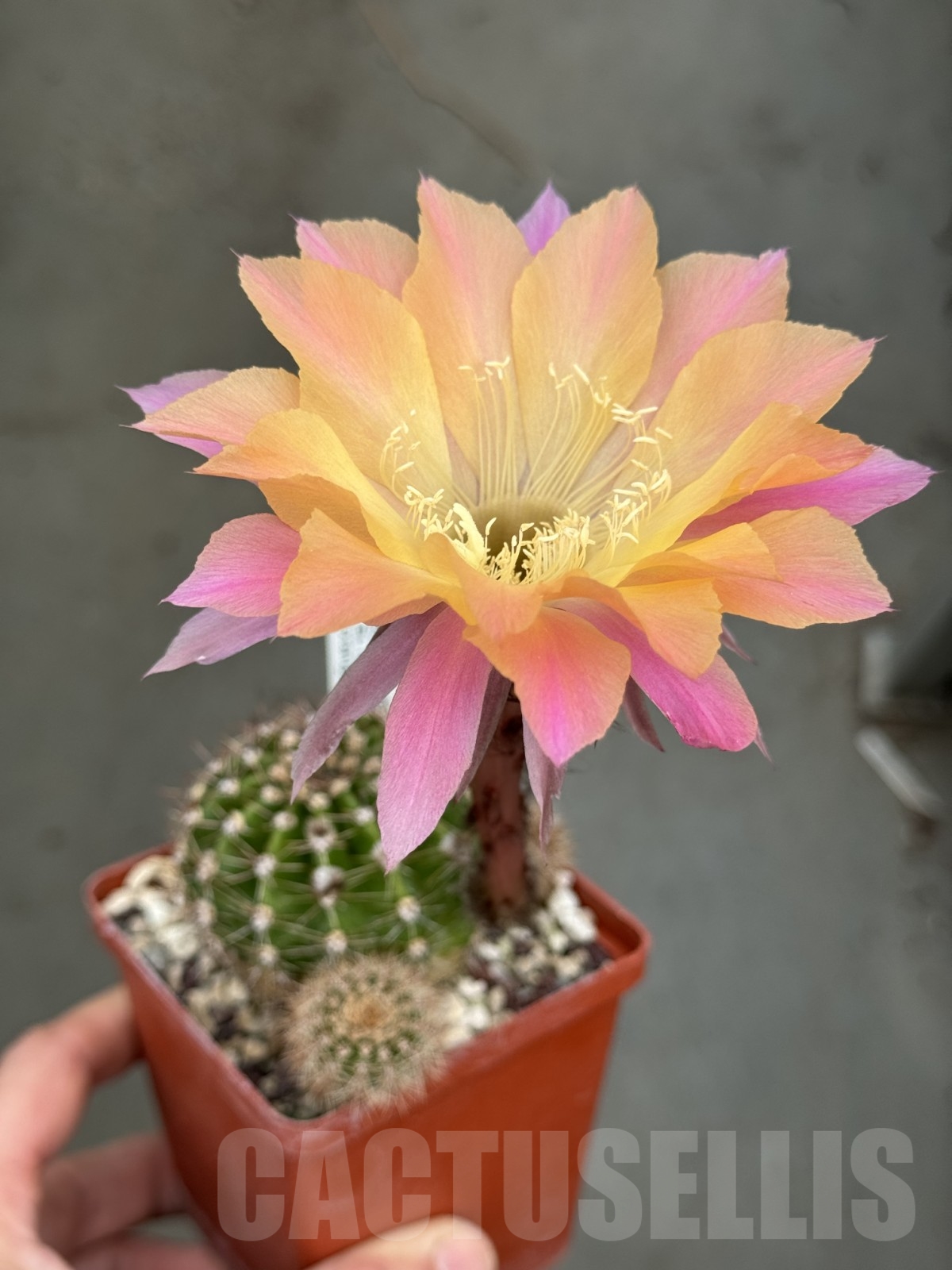 SHPR23703 Echinopsis hybrid 'El Capitan' orange, gelb