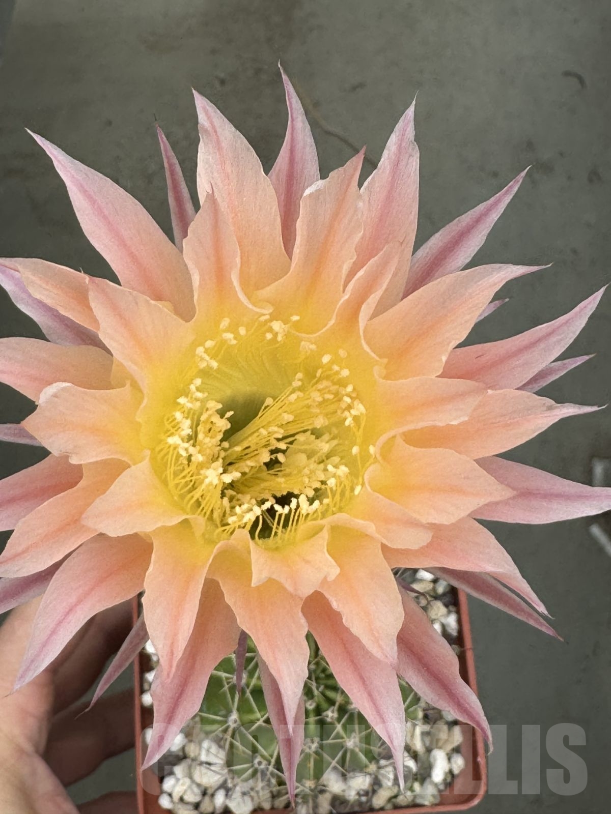 SHPR23702 Echinopsis hybrid 19-2000 gelb-lach