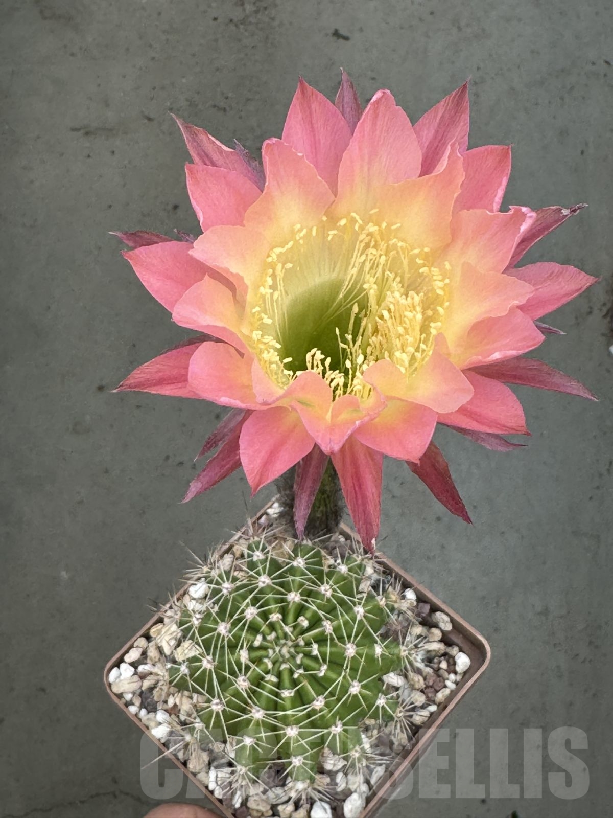 SHPR23704 Echinopsis hybrid 5-2006 rosa-violett-gelb