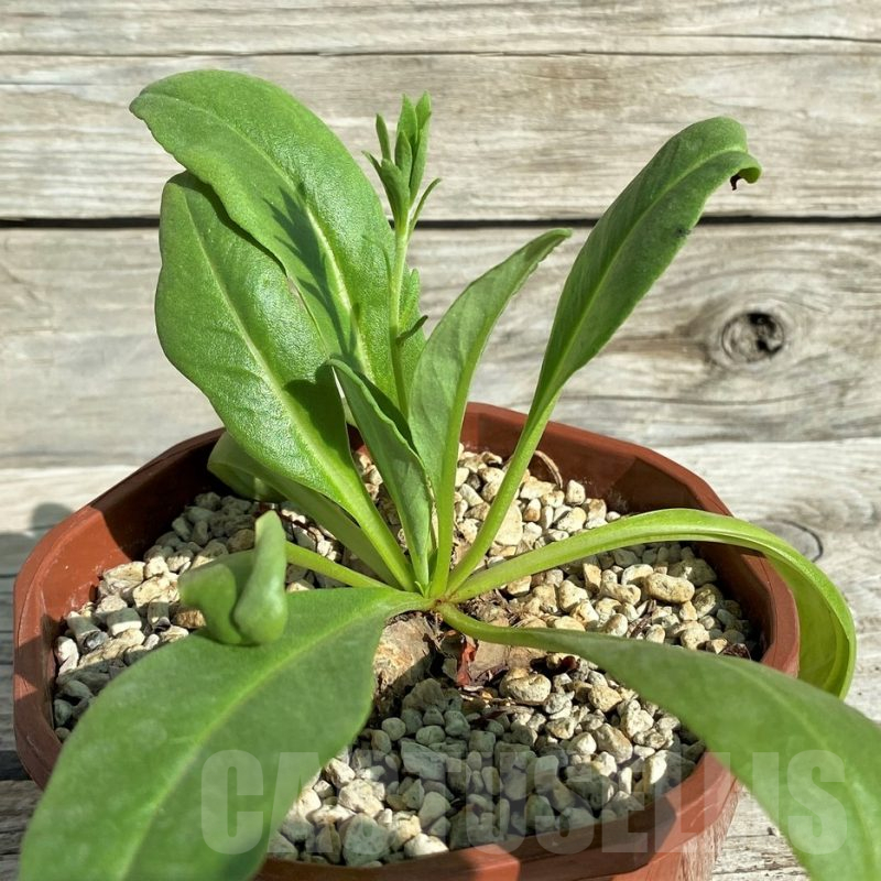 SH17390 Aeollanthus subacaulis light green