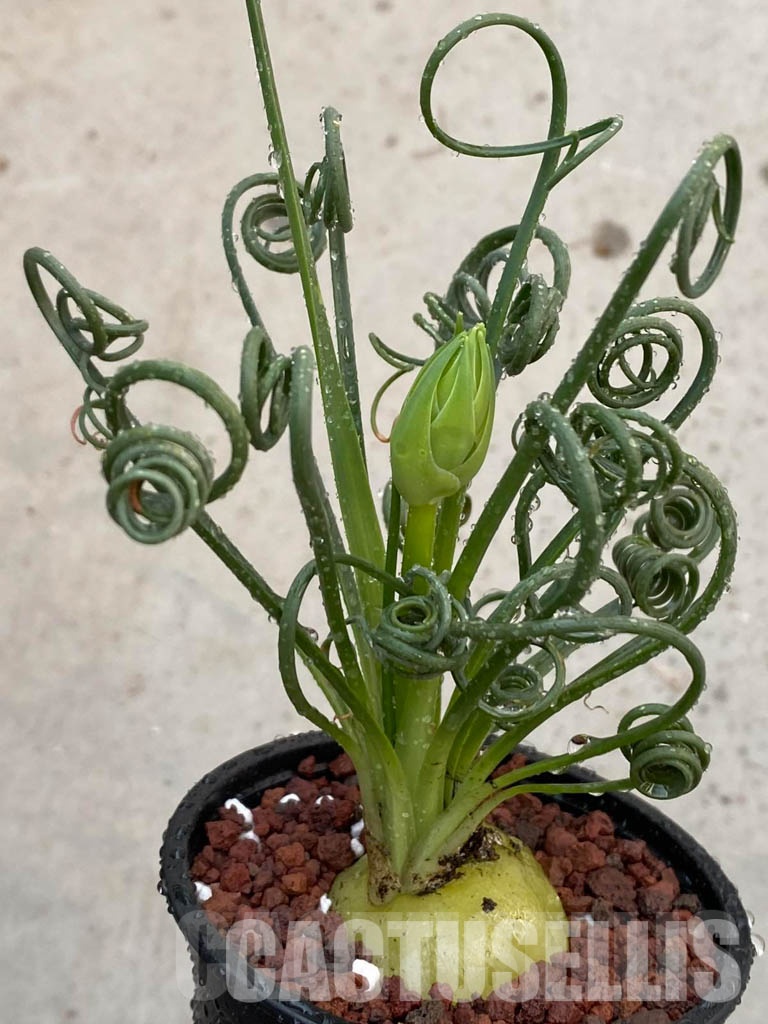 LOT663 100 SEEDS Albuca spiralis 2023