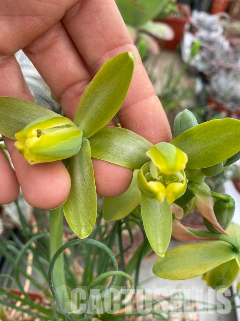 LOT663 100 SEEDS Albuca spiralis 2023 - Obrázek 2