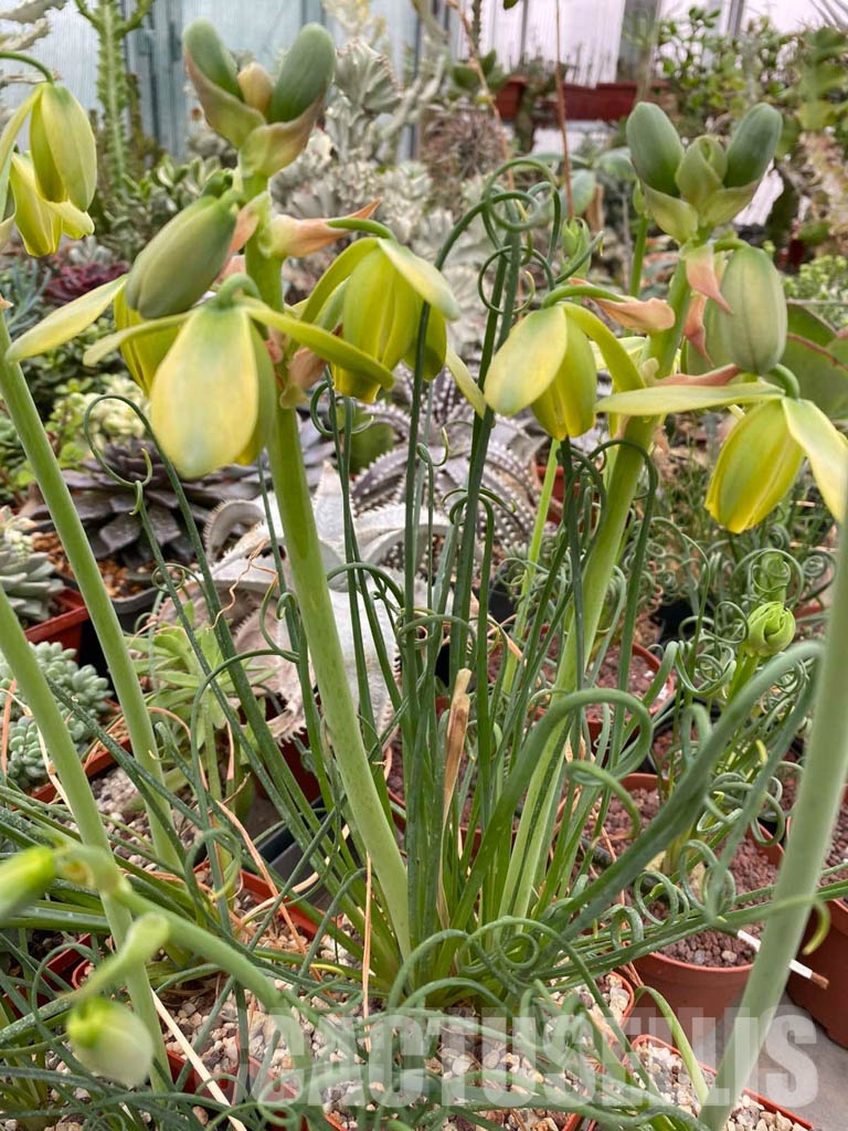 LOT663 100 SEEDS Albuca spiralis 2023 - Obrázek 5