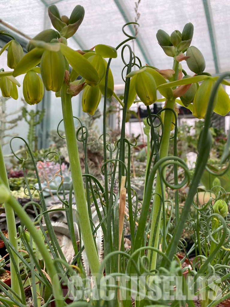 LOT663 100 SEEDS Albuca spiralis 2023 - Obrázek 4