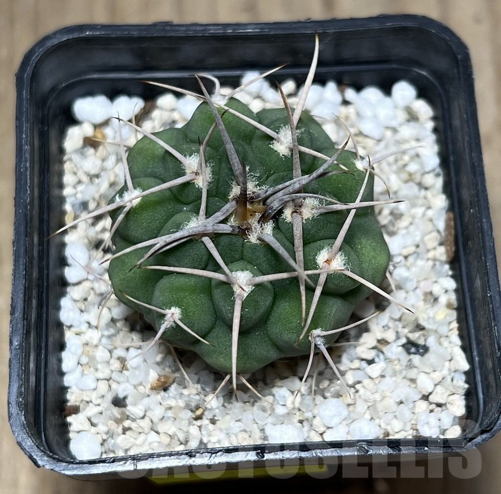 SHPR25775 Gymnocalycium ferox v. ferocior VG 320 - Obrázek 2