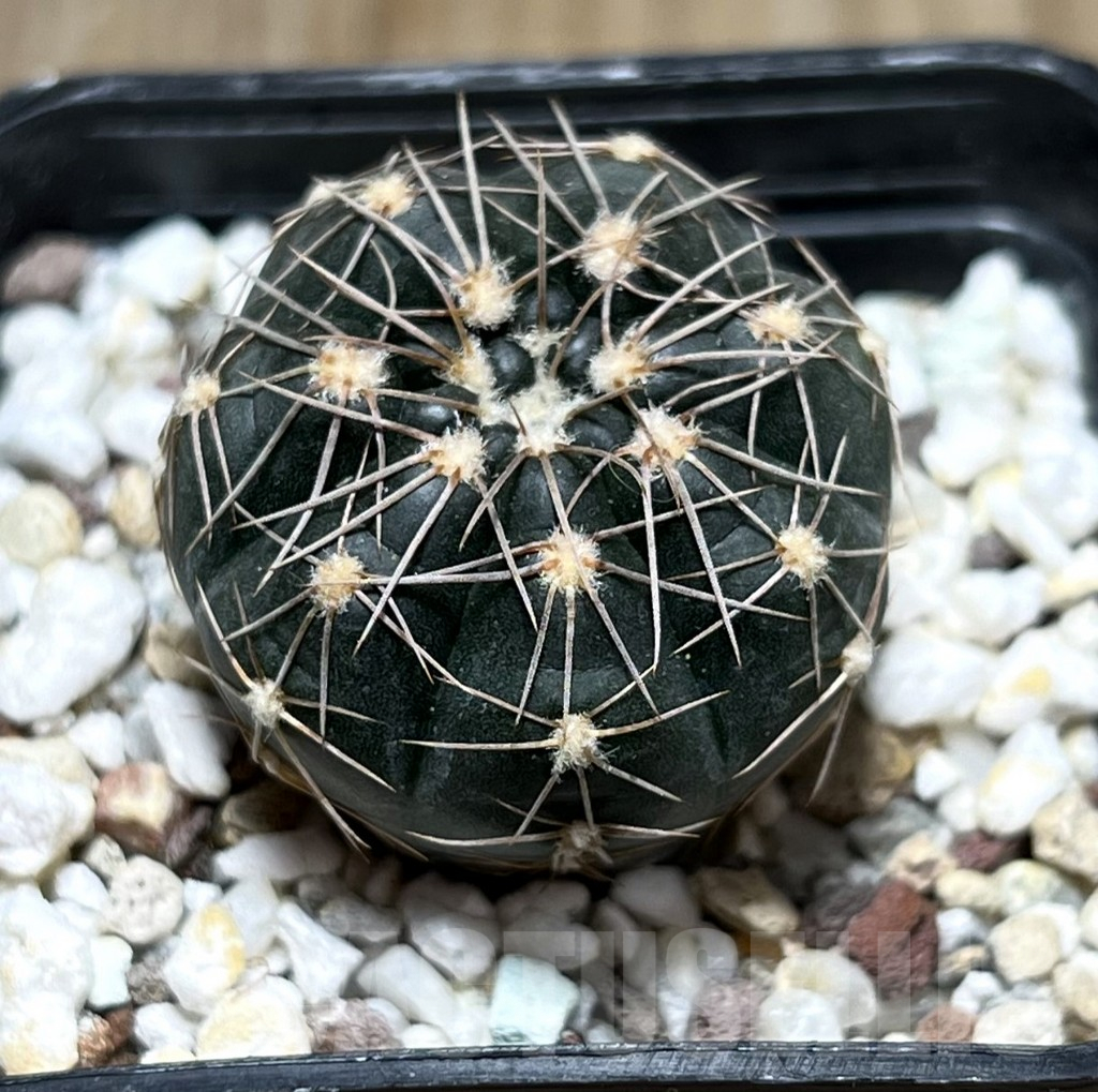 SHPR25778 Gymnocalycium taningaense VG 306 -Las Palmas-