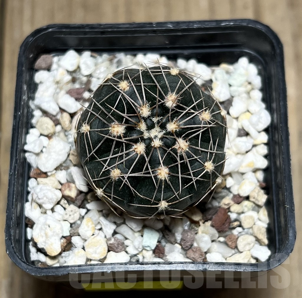 SHPR25778 Gymnocalycium taningaense VG 306 -Las Palmas- - Obrázek 2