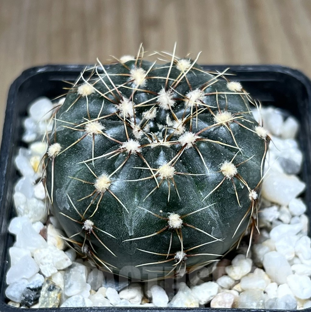 SHPR25786 Gymnocalycium altagraciense STO 223