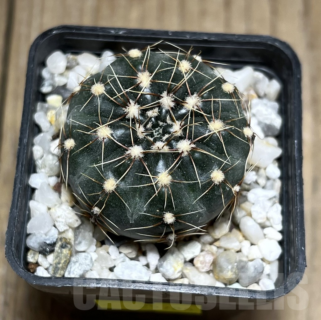 SHPR25786 Gymnocalycium altagraciense STO 223 - Image 2