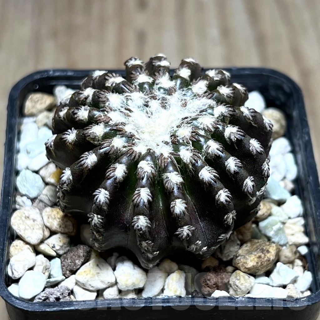 SHPR25793 Discocactus horstii