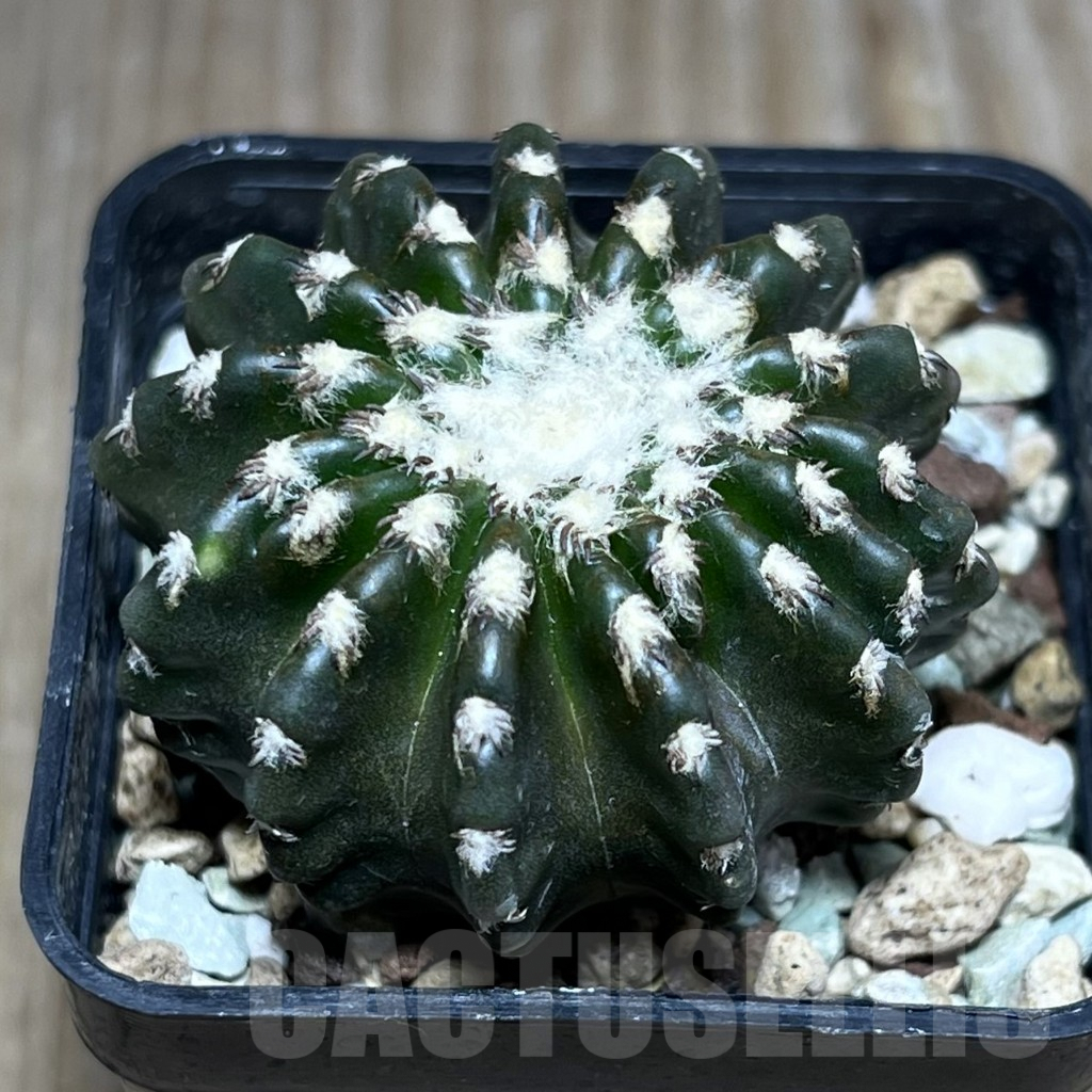 SHPR25794 Discocactus horstii
