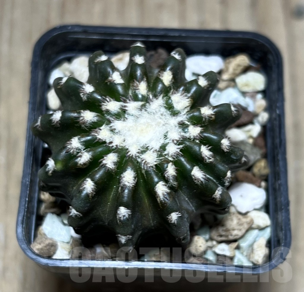 SHPR25794 Discocactus horstii - Image 2