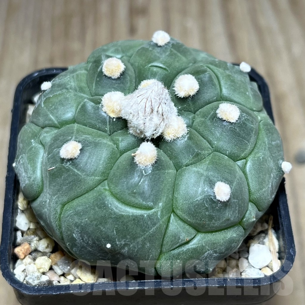 SHPR25795 Astrophytum asterias 'Kikko'