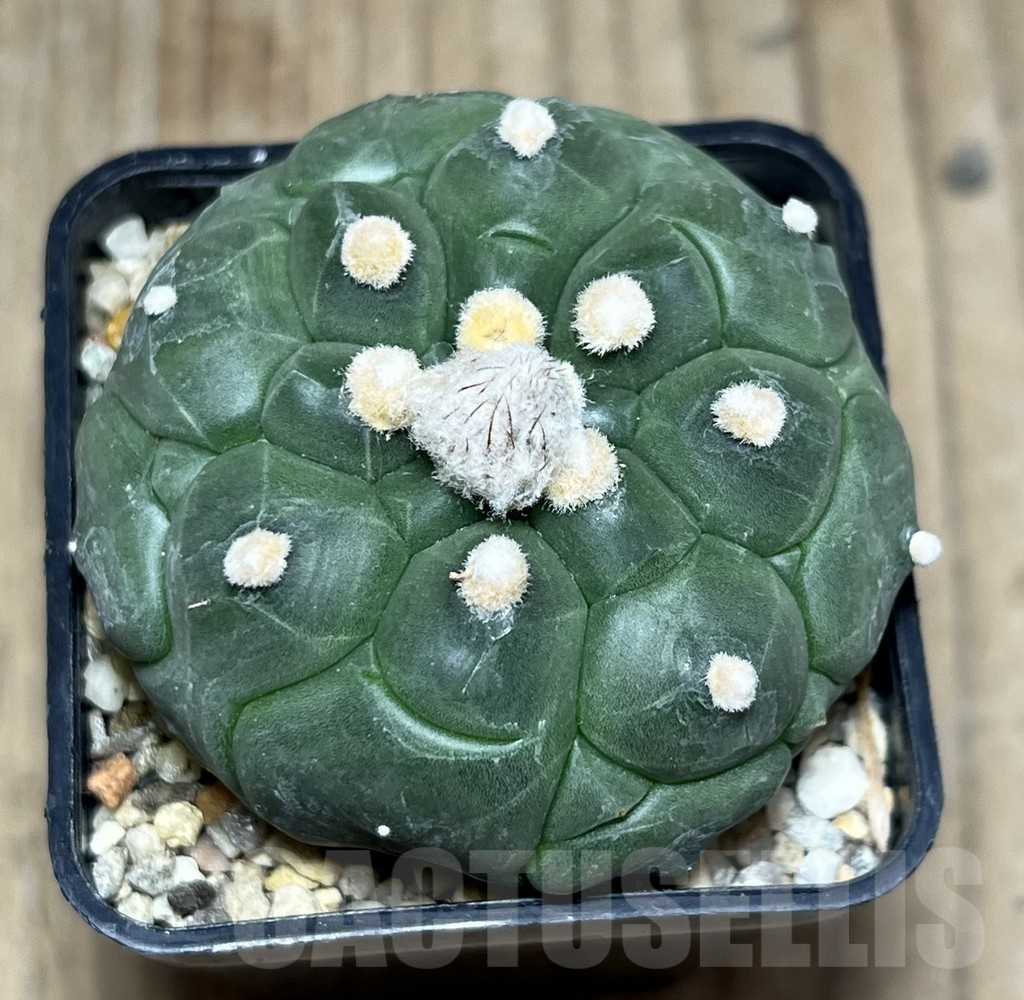 SHPR25795 Astrophytum asterias 'Kikko' - Image 2