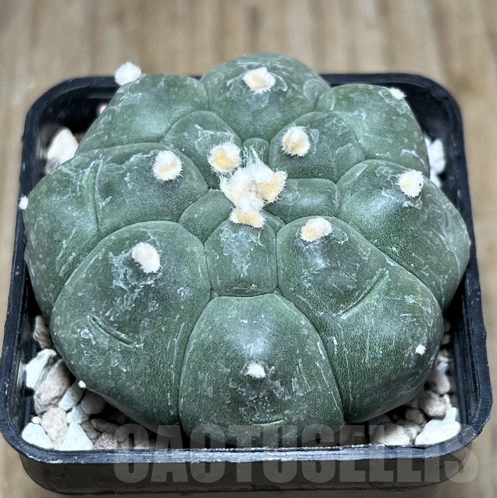 SHPR25796 Astrophytum asterias 'Kikko'