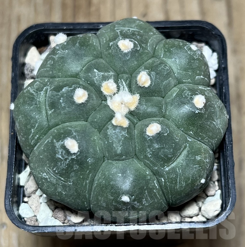 SHPR25796 Astrophytum asterias 'Kikko' - Image 2