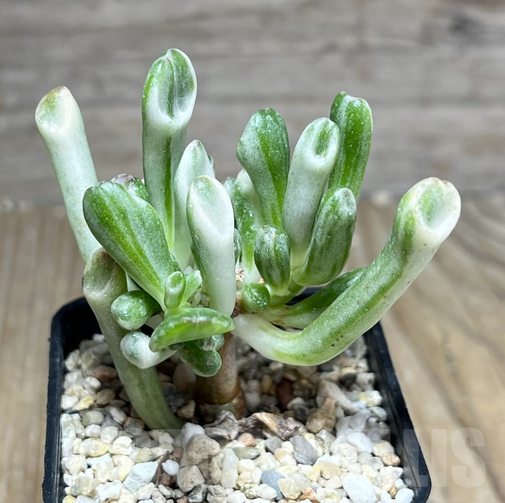 SHPR25797 Crassula Hobbit f. variegata