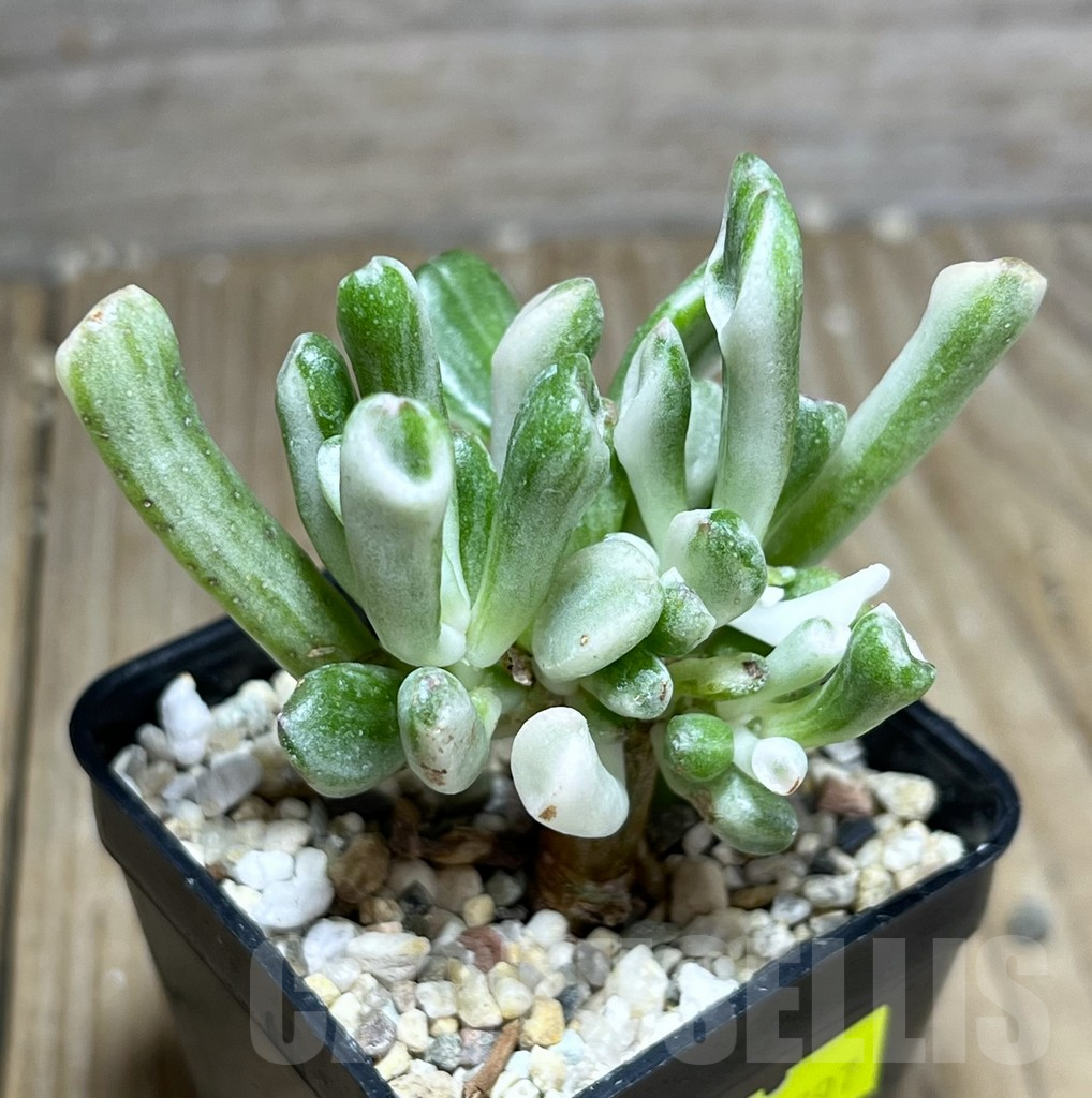 SHPR25797 Crassula Hobbit f. variegata - Image 2