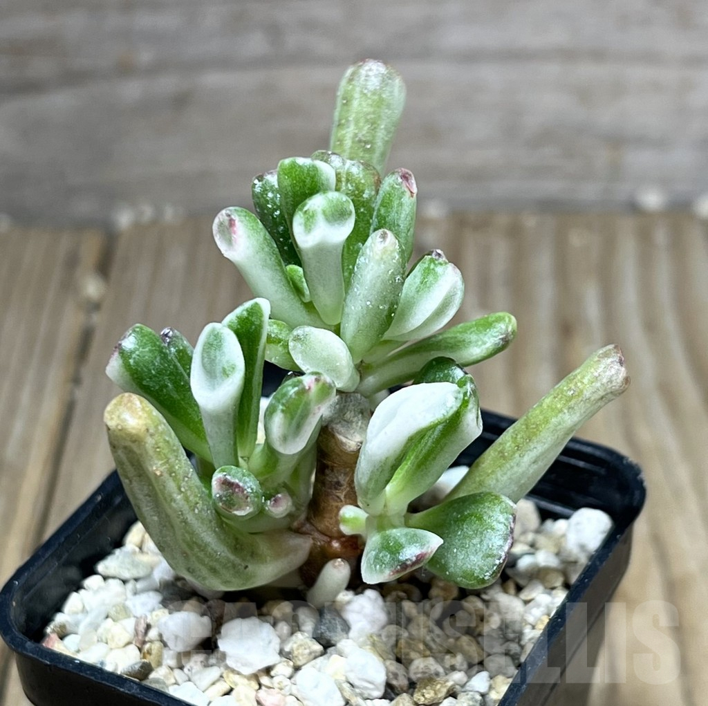 SHPR25798 Crassula Hobbit f. variegata