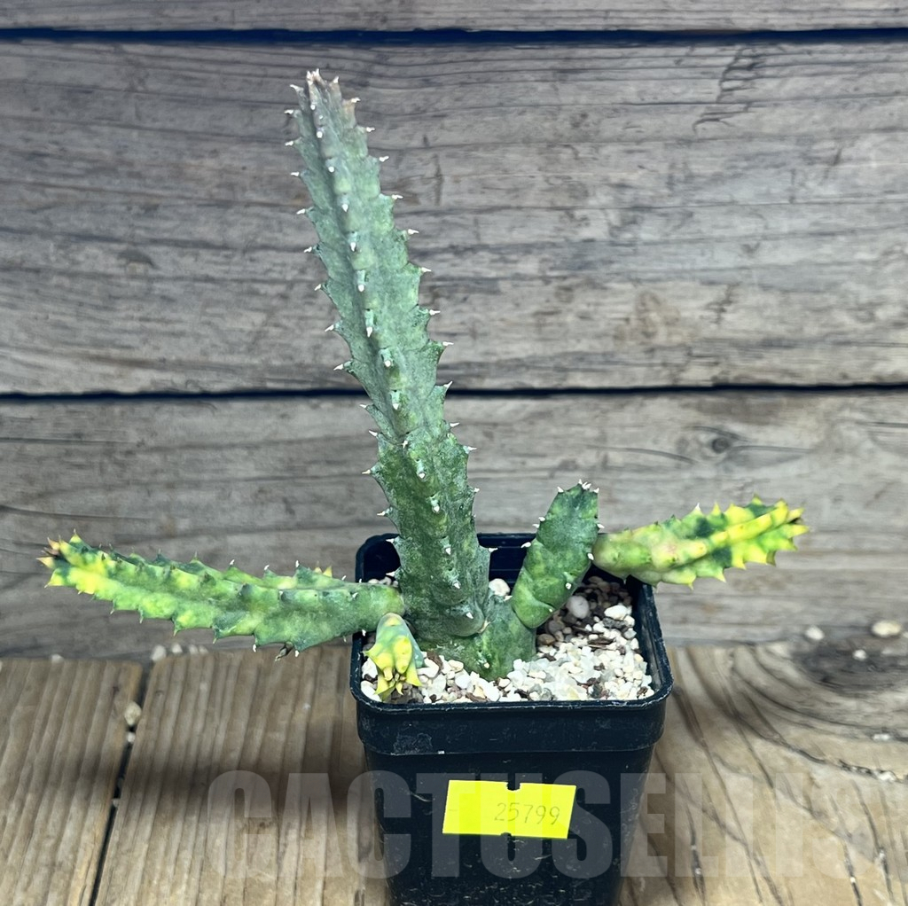 SHPR25799 Huernia zebrina f. variegata – Image 2