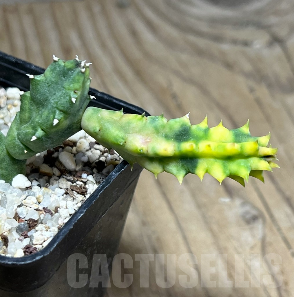 SHPR25799 Huernia zebrina f. variegata – Image 3